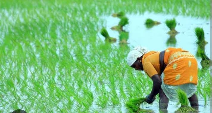 పెడన ప్రాంతంలో చెరువులకు జలకళ: అన్నదాతల్లో చిగురిస్తున్న సాగు ఆశలు.. భారీ వర్షాల వేళ కాలువలపై అధికారుల నిఘా అవసరం!